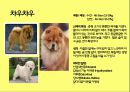 미국컨넬클럽(AKC)에 따른 견종(犬種).pptx 31페이지
