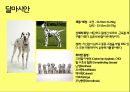 미국컨넬클럽(AKC)에 따른 견종(犬種).pptx 32페이지