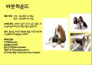 미국컨넬클럽(AKC)에 따른 견종(犬種).pptx 35페이지
