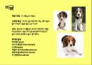 미국컨넬클럽(AKC)에 따른 견종(犬種).pptx 36페이지