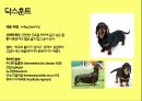 미국컨넬클럽(AKC)에 따른 견종(犬種).pptx 37페이지