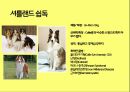 미국컨넬클럽(AKC)에 따른 견종(犬種).pptx 40페이지