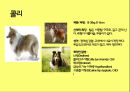 미국컨넬클럽(AKC)에 따른 견종(犬種).pptx 41페이지