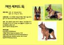 미국컨넬클럽(AKC)에 따른 견종(犬種).pptx 43페이지