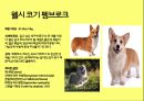 미국컨넬클럽(AKC)에 따른 견종(犬種).pptx 44페이지