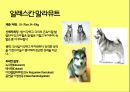 미국컨넬클럽(AKC)에 따른 견종(犬種).pptx 47페이지