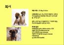 미국컨넬클럽(AKC)에 따른 견종(犬種).pptx 48페이지