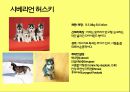 미국컨넬클럽(AKC)에 따른 견종(犬種).pptx 50페이지