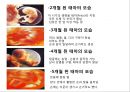임신과 출산.pptx 6페이지