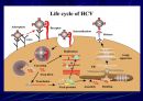 Hepatitis C 7페이지
