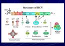 Hepatitis C 17페이지