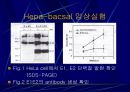 Hepatitis C 21페이지