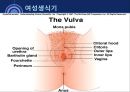 성의 해부학 13페이지