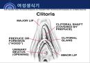성의 해부학 15페이지