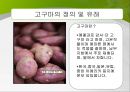 [영양과 생체] 고구마 (정의 유례 성분표 요리법).ppt 3페이지