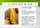 [영양과 생체] 고구마 (정의 유례 성분표 요리법).ppt 4페이지