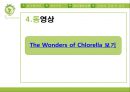 [병리학] 클로렐라[Chlorella]에 관해서.pptx 28페이지