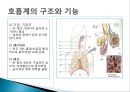 사람의 호흡계 3페이지