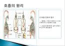 사람의 호흡계 4페이지