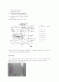 Lymph node and Splenocyte 4페이지