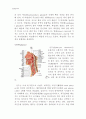 [동물조직학] 입에서 항문까지 소화기계(Digestive System)의 조직학적인 정리 3페이지