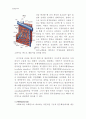 [동물조직학] 입에서 항문까지 소화기계(Digestive System)의 조직학적인 정리 11페이지