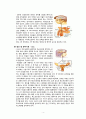 [성의 생물학] 인간의 성 호르몬 4페이지
