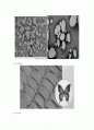  SEM(Scanning Electron Microscope) 주사 현미경 11페이지