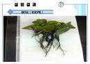 환경부레옥잠 폐수처리 24페이지