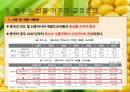 옥수수 현물 및 선물 시장에 대한 분석. 옥수수의 수요와공급,옥수수선물거래 13페이지