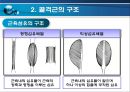 골격근의 생체역학 (근육힘줄단위의 활동특성, 골격근의 구조, 골격근의 기능, 근력생성에 영향을 미치는 요인, 근력, 근파워 및 근지구력, 일반적 근육의 손상).pptx 16페이지