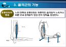 골격근의 생체역학 (근육힘줄단위의 활동특성, 골격근의 구조, 골격근의 기능, 근력생성에 영향을 미치는 요인, 근력, 근파워 및 근지구력, 일반적 근육의 손상).pptx 18페이지