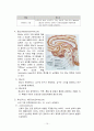  뇌구조의 기능 및 명칭 10페이지