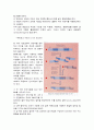 [일반생물학] DNA 모형 만들기 9페이지