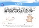유기실험 - Ester 계 향료의 합성(Fischer Esterification)Pentyl acetate의 합성 - 산 세기에 영향을 미치는 중요한 요인 50페이지