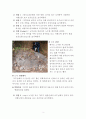 야외지질조사 보고서 - 건지산 관찰 보고서 3페이지