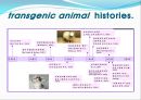 [발생공학] 형질전환 동물 transgenic animal.PPT자료 4페이지
