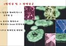 [구강미생물학] 방선균과 관련균군, Chlamydia균 조사.pptx 3페이지