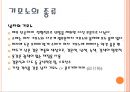 다문화교육 일본의 의생활 10페이지