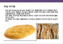 각 나라별 빵에 대한 이해.pptx - 베이커리 역사 6페이지
