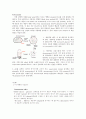 [생물학 실험] DNA의 분리 실험 2페이지