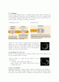[생물학] 세포분열 (cell division)에 관해서 4페이지