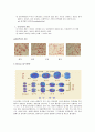 [생물학] 세포분열 (cell division)에 관해서 6페이지