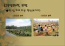 [자연환경] 사막화에 관해서.pptx 6페이지