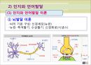 [보육학개론] 영유아 발달과 보육 - 발달 이해와 영유아기 및 발달 이론과 발달의 특징.PPT자료 19페이지