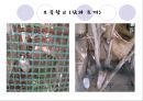 [★★추천PPT★★] [생태유아교육 모든 것] 생태유아교육 개념, 생태유아교육 특징, 생태유아교육 모든 것.PPT자료 64페이지