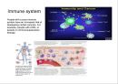 [암 발생 원인 영문 발표서] Cancer causes 7페이지