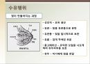 [성심리학] 임신과정, 수유, 피임, 낙태에 대한 모든 것 12페이지