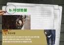 [NGO-녹색연합] 개념, 역할과 기능, NGO 녹색연합 주요사업, NGO 녹색연합 업무, NGO 비아 녹색연합 나아갈 방향, 결론 등등 13페이지