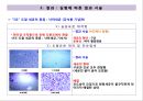 미생물학 및 실습 발표 보고서 (실험방법, 실험결과, 결과에 따른 분석 및 세균종류 추측, 세균의 특징 조사, 실험 종류 및 결과).pptx 5페이지